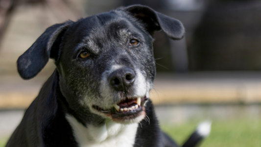 Older dog looking happy and playing outside after taking booster bites joint care