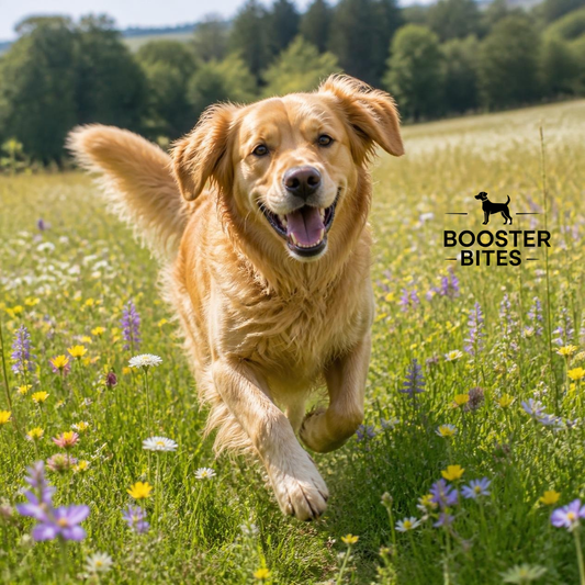 Healthy golden retriever running through a green field, illustrating the benefits of supporting your dog's immune system and overall wellbeing.