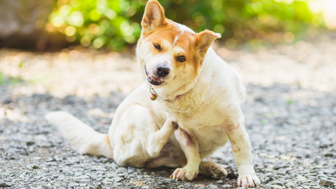 Dog with itchy skin and using booster bites allergy relief