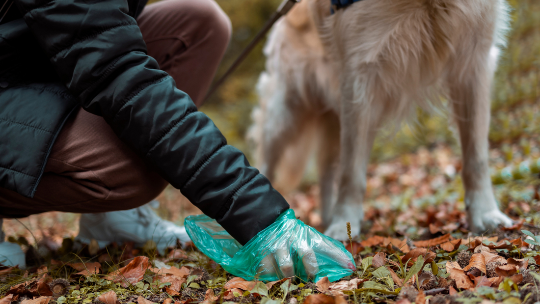 person picking up dog poo that is solid after using booster bites stool sure bowel support for dogs.
