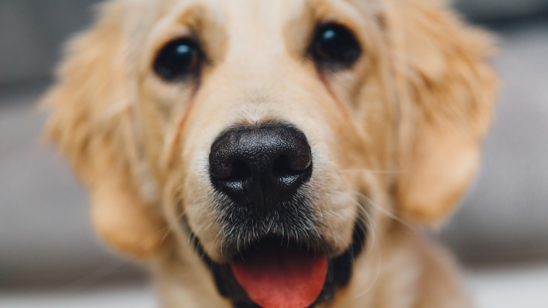 Happy healthy dog using booster bites dog gut health supplement.