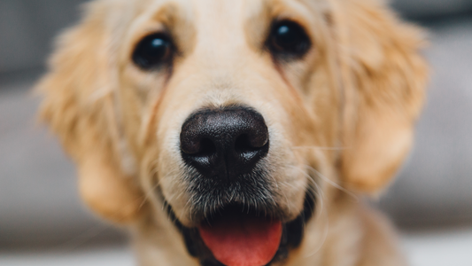 Happy healthy dog using booster bites dog gut health supplement.