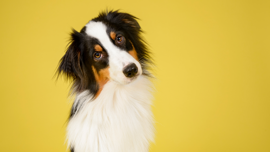 Dog with its head tilted sideways about to try the booster bites natural gland remedy for dog scooting issues.