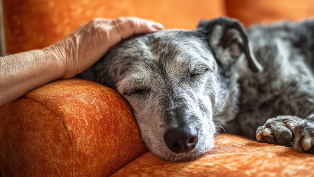 Booster Bites Calming Aid – Natural calming dog treats for anxiety and stress relief in Ireland