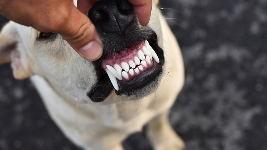 Booster Bites Oral Care natural dental treat for dogs in Ireland