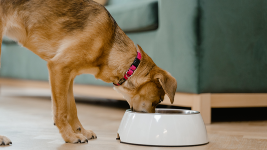  Happy dog eating a meal with food topper added to kibble