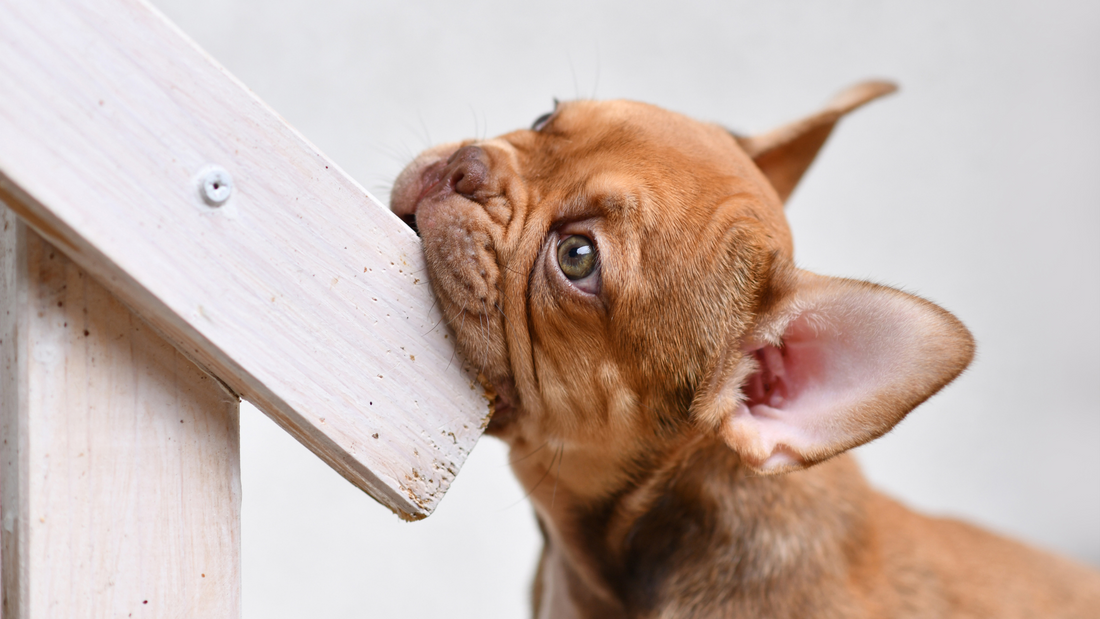 Booster Bites Chomp Stomp – Natural Chew Deterrent Spray for Dogs