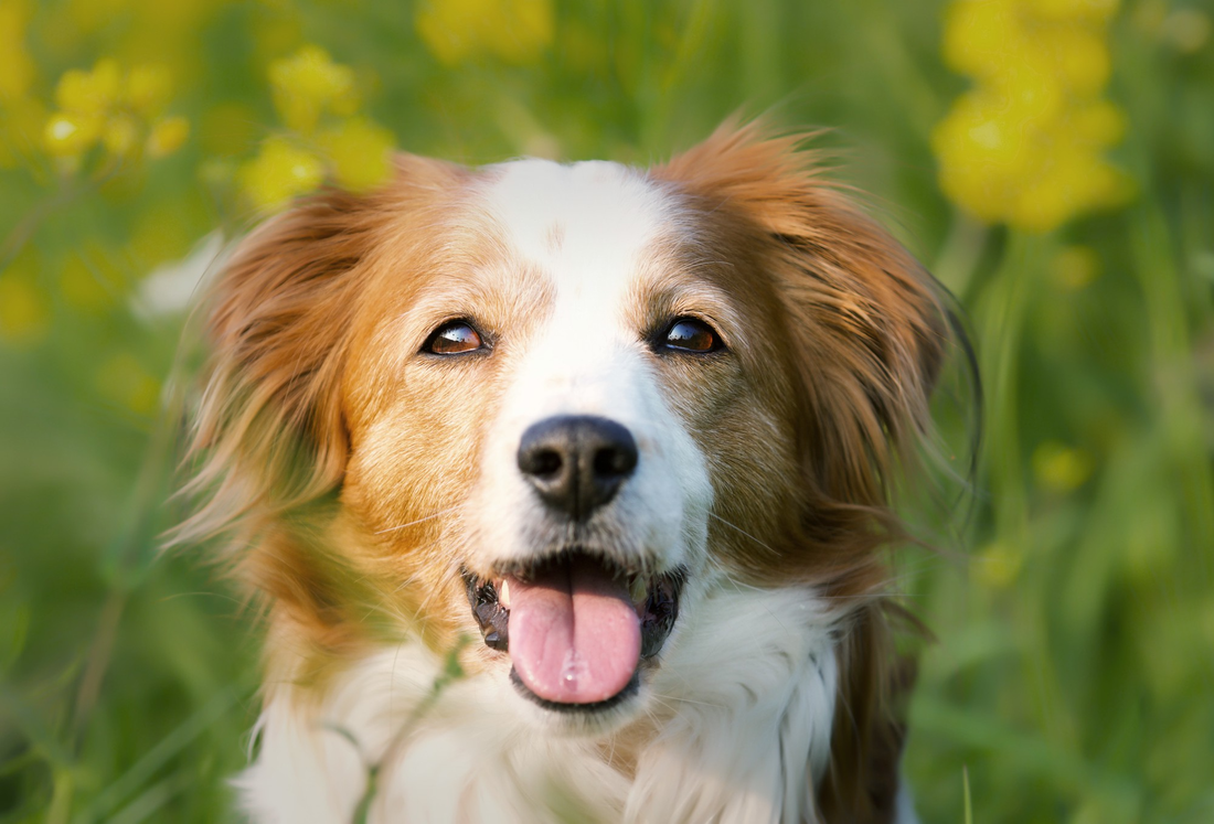 Best Dog Calming Supplements in Ireland: What to Know