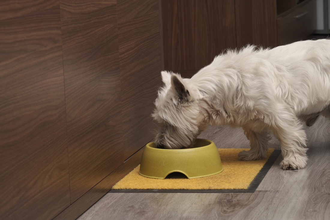 Best Dog Supplements in Ireland for a Shiny Coat