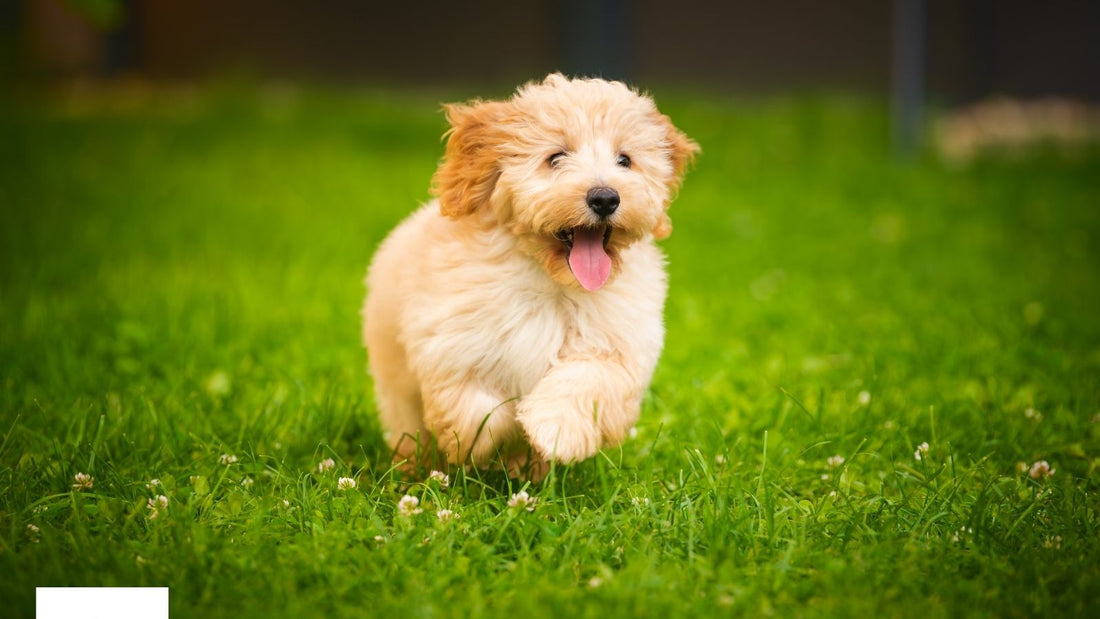 Happy puppy running in a field after supporting digestive health with a daily dog gut health supplement.